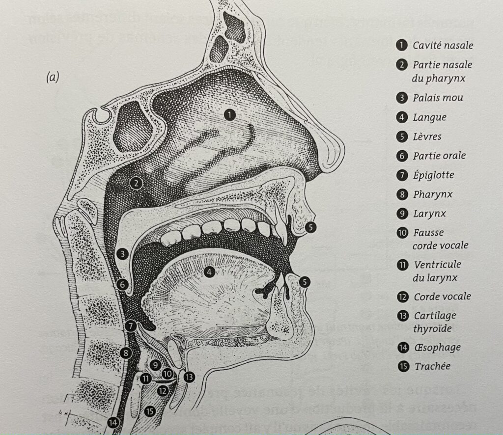 Organes supérieurs de la phonation